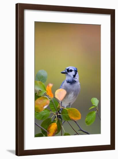 Blue Jay in Serviceberry Bush in Fall, Marion Co. IL-Richard and Susan Day-Framed Photographic Print