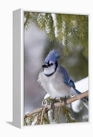 Blue Jay in Spruce Tree in Winter, Marion, Illinois, Usa-Richard ans Susan Day-Framed Premier Image Canvas