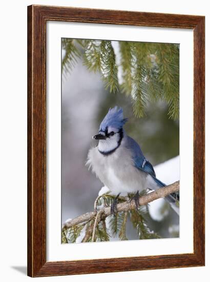 Blue Jay in Spruce Tree in Winter, Marion, Illinois, Usa-Richard ans Susan Day-Framed Photographic Print