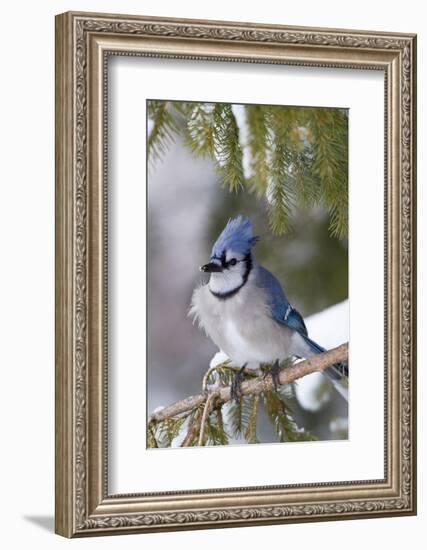 Blue Jay in Spruce Tree in Winter, Marion, Illinois, Usa-Richard ans Susan Day-Framed Photographic Print