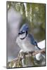 Blue Jay in Spruce Tree in Winter, Marion, Illinois, Usa-Richard ans Susan Day-Mounted Photographic Print
