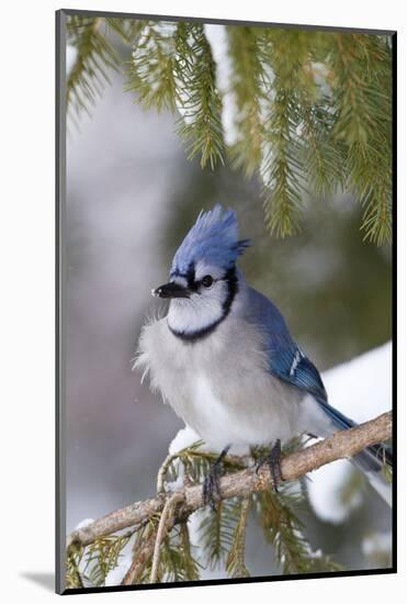 Blue Jay in Spruce Tree in Winter, Marion, Illinois, Usa-Richard ans Susan Day-Mounted Photographic Print