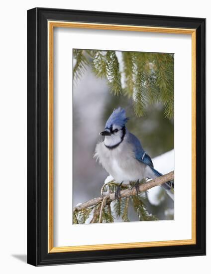 Blue Jay in Spruce Tree in Winter, Marion, Illinois, Usa-Richard ans Susan Day-Framed Photographic Print