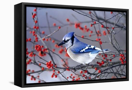 Blue Jay in Winterberry Bush in Winter Marion County, Illinois-Richard and Susan Day-Framed Premier Image Canvas