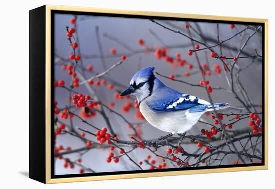 Blue Jay in Winterberry Bush in Winter Marion County, Illinois-Richard and Susan Day-Framed Premier Image Canvas