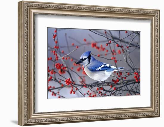 Blue Jay in Winterberry Bush in Winter Marion County, Illinois-Richard and Susan Day-Framed Photographic Print