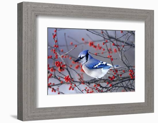 Blue Jay in Winterberry Bush in Winter Marion County, Illinois-Richard and Susan Day-Framed Photographic Print