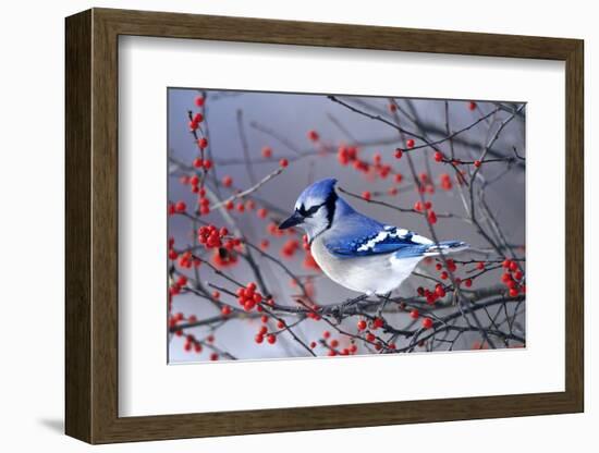 Blue Jay in Winterberry Bush in Winter Marion County, Illinois-Richard and Susan Day-Framed Photographic Print