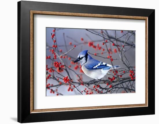 Blue Jay in Winterberry Bush in Winter Marion County, Illinois-Richard and Susan Day-Framed Photographic Print