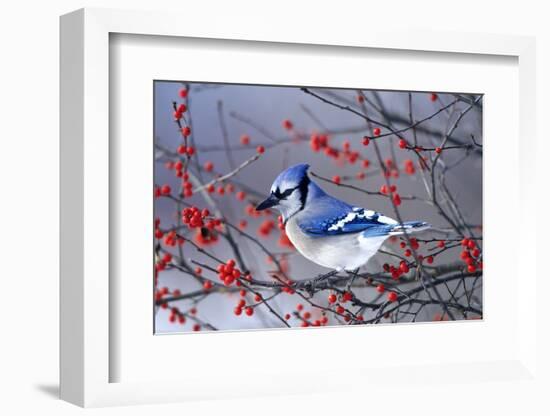 Blue Jay in Winterberry Bush in Winter Marion County, Illinois-Richard and Susan Day-Framed Photographic Print