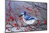 Blue Jay in Winterberry Bush in Winter Marion County, Illinois-Richard and Susan Day-Mounted Photographic Print