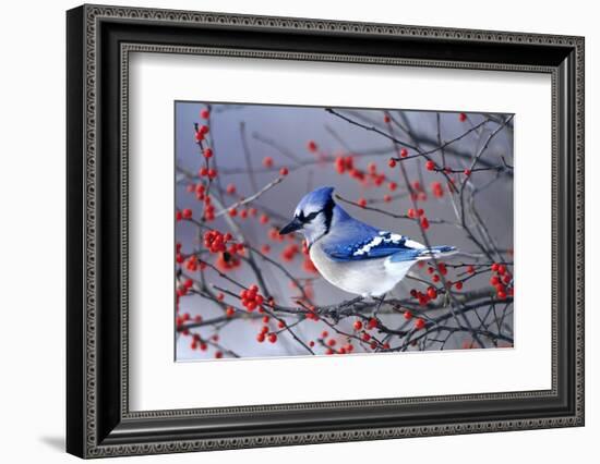 Blue Jay in Winterberry Bush in Winter Marion County, Illinois-Richard and Susan Day-Framed Photographic Print