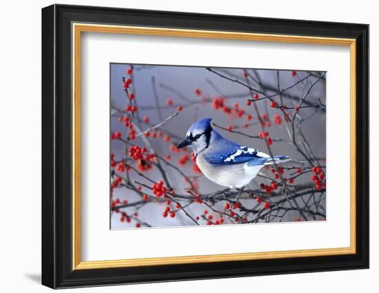 Blue Jay in Winterberry Bush in Winter Marion County, Illinois-Richard and Susan Day-Framed Photographic Print