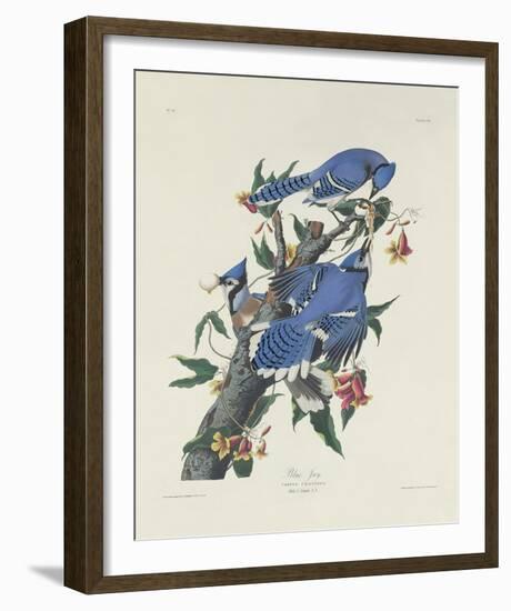 Blue Jay-James Audubon-Framed Giclee Print