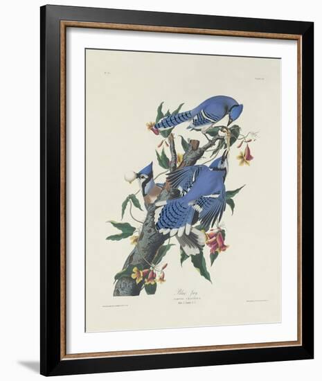 Blue Jay-James Audubon-Framed Giclee Print