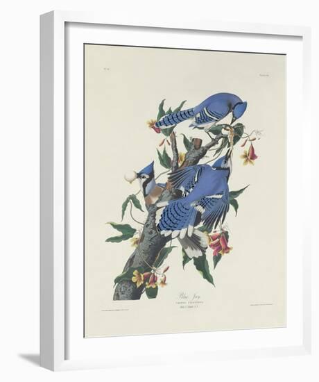 Blue Jay-James Audubon-Framed Giclee Print