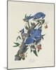 Blue Jay-James Audubon-Mounted Giclee Print