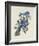 Blue Jay-James Audubon-Framed Giclee Print