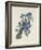 Blue Jay-James Audubon-Framed Giclee Print