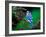 Blue Jay-Adam Jones-Framed Photographic Print