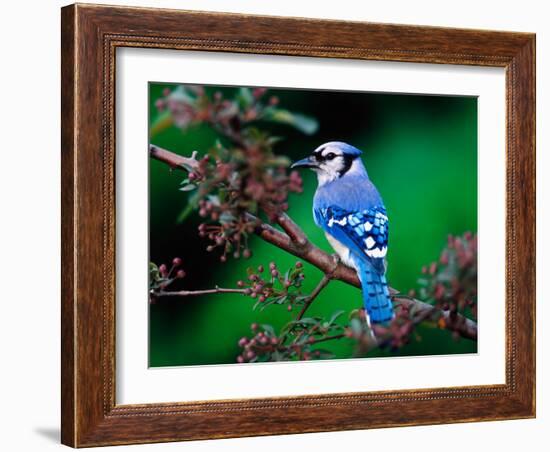 Blue Jay-Adam Jones-Framed Photographic Print