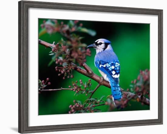 Blue Jay-Adam Jones-Framed Photographic Print