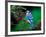 Blue Jay-Adam Jones-Framed Photographic Print