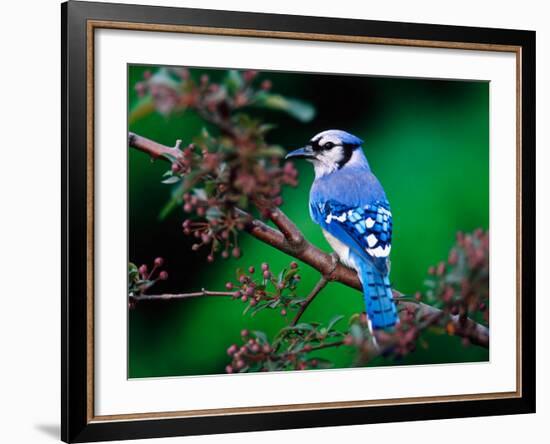 Blue Jay-Adam Jones-Framed Photographic Print