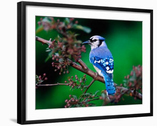 Blue Jay-Adam Jones-Framed Photographic Print