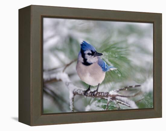 Blue Jay-Adam Jones-Framed Premier Image Canvas