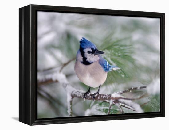 Blue Jay-Adam Jones-Framed Premier Image Canvas