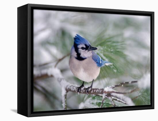 Blue Jay-Adam Jones-Framed Premier Image Canvas