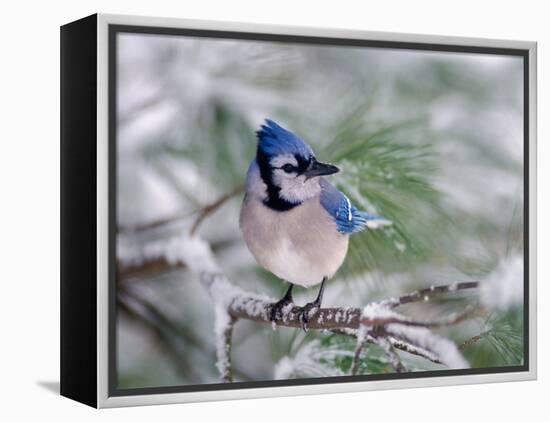 Blue Jay-Adam Jones-Framed Premier Image Canvas