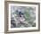 Blue Jay-Adam Jones-Framed Photographic Print