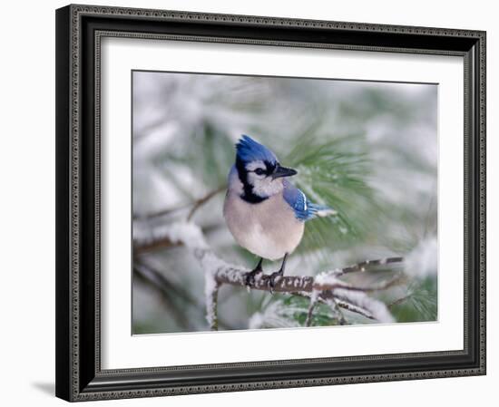 Blue Jay-Adam Jones-Framed Photographic Print