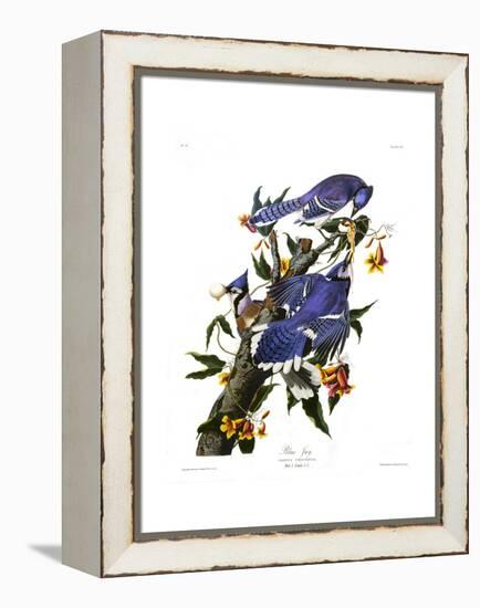 Blue Jay-John James Audubon-Framed Premier Image Canvas