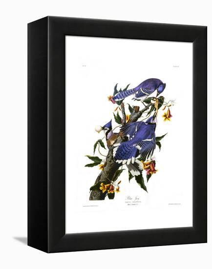 Blue Jay-John James Audubon-Framed Premier Image Canvas