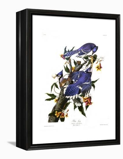 Blue Jay-John James Audubon-Framed Premier Image Canvas