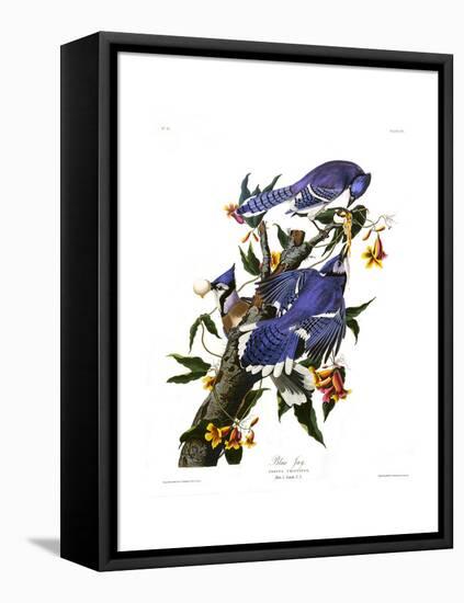 Blue Jay-John James Audubon-Framed Premier Image Canvas