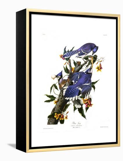 Blue Jay-John James Audubon-Framed Premier Image Canvas