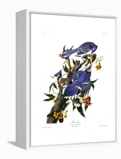 Blue Jay-John James Audubon-Framed Premier Image Canvas