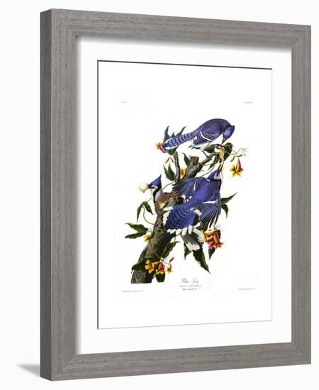 Blue Jay-John James Audubon-Framed Premium Giclee Print