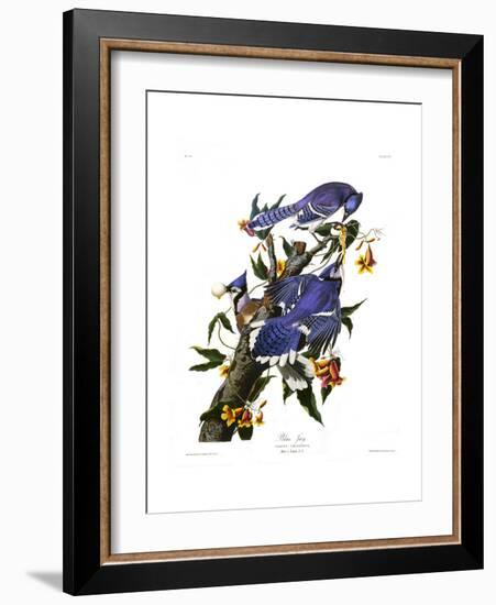 Blue Jay-John James Audubon-Framed Premium Giclee Print