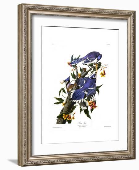 Blue Jay-John James Audubon-Framed Giclee Print