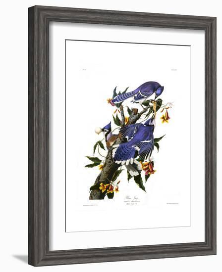 Blue Jay-John James Audubon-Framed Giclee Print