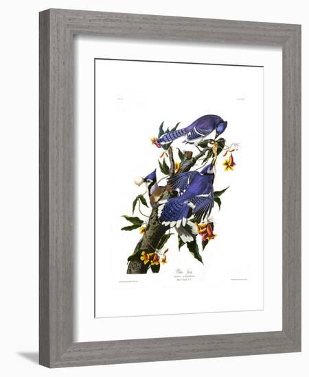 Blue Jay-John James Audubon-Framed Giclee Print