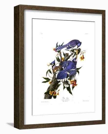 Blue Jay-John James Audubon-Framed Giclee Print