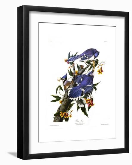 Blue Jay-John James Audubon-Framed Giclee Print