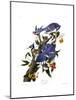 Blue Jay-John James Audubon-Mounted Giclee Print