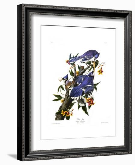 Blue Jay-John James Audubon-Framed Giclee Print